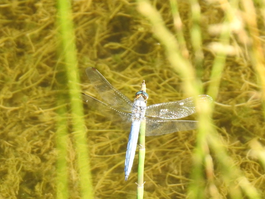 Orthetrum brunneum - pataki pásztorszitakötő