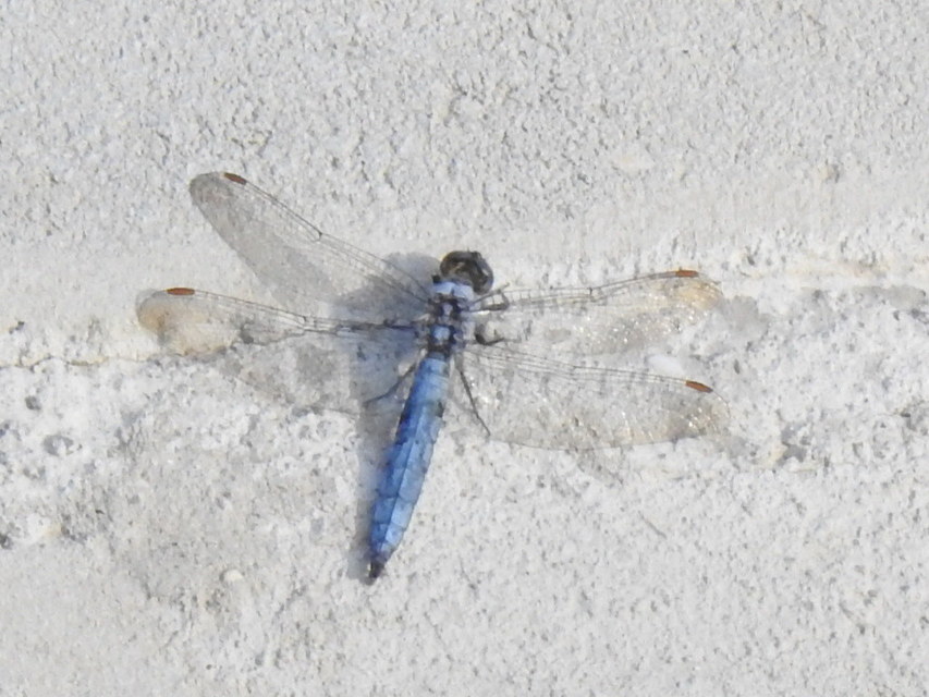 Orthetrum brunneum - pataki pásztorszitakötő
