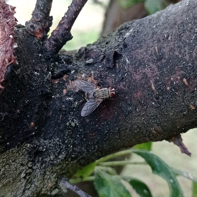 Tachinidae - fürkészlegyek