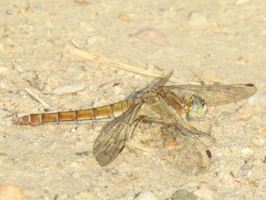 Orthetrum brunneum - pataki pásztorszitakötő