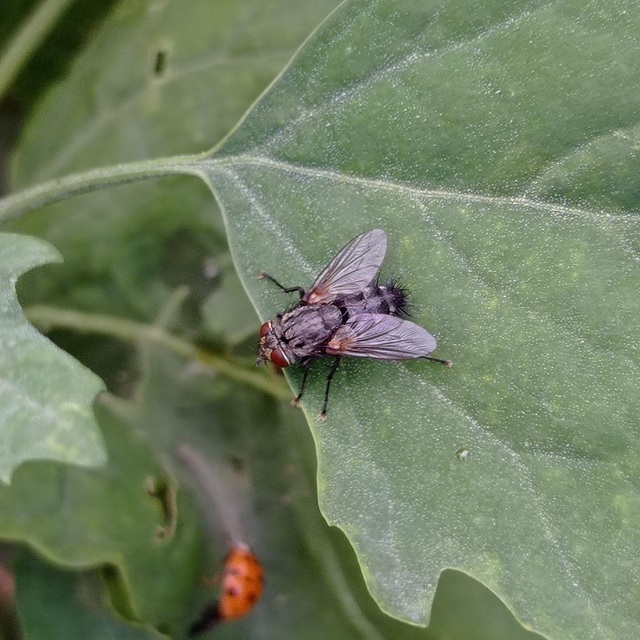 Tachinidae - fürkészlegyek