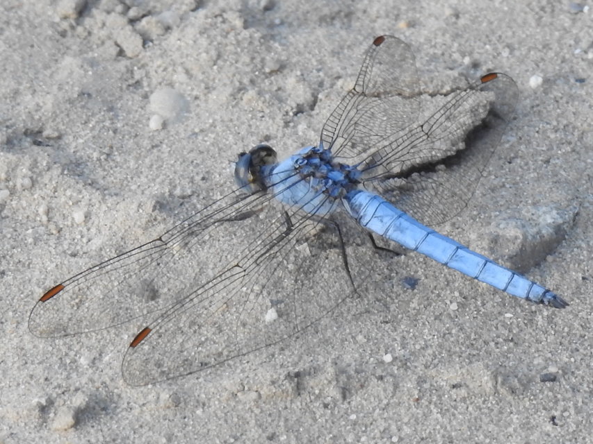 Orthetrum brunneum - pataki pásztorszitakötő
