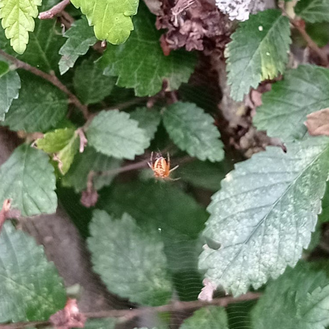Araneus diadematus - koronás keresztespók
