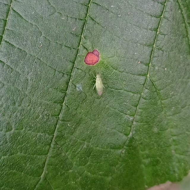 Heteroptera - Poloskák Heteroptera - Poloskák