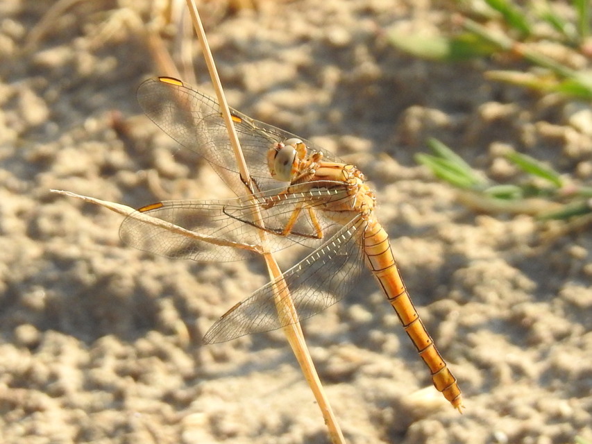 Orthetrum brunneum - pataki pásztorszitakötő