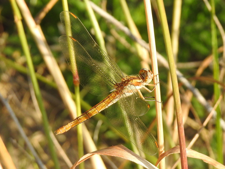 Orthetrum brunneum - pataki pásztorszitakötő