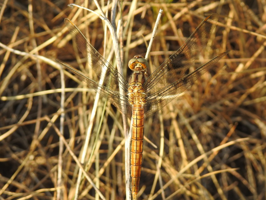 Orthetrum brunneum - pataki pásztorszitakötő