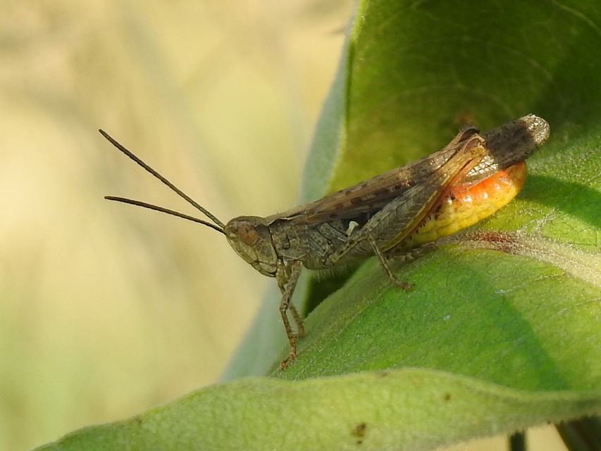 Chorthippus mollis - halk tarlósáska