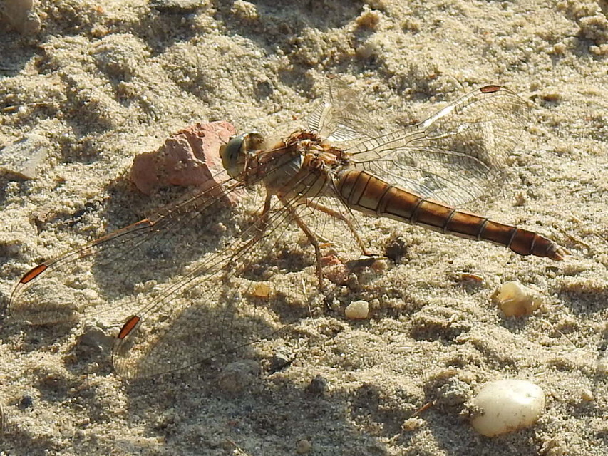 Orthetrum brunneum - pataki pásztorszitakötő