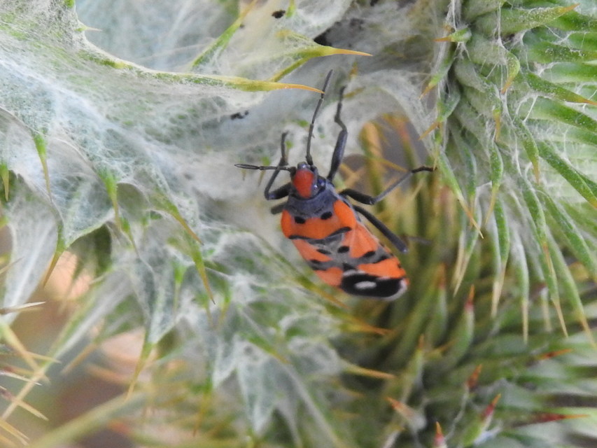 Lygaeus simulans - hamis lovagbodobács