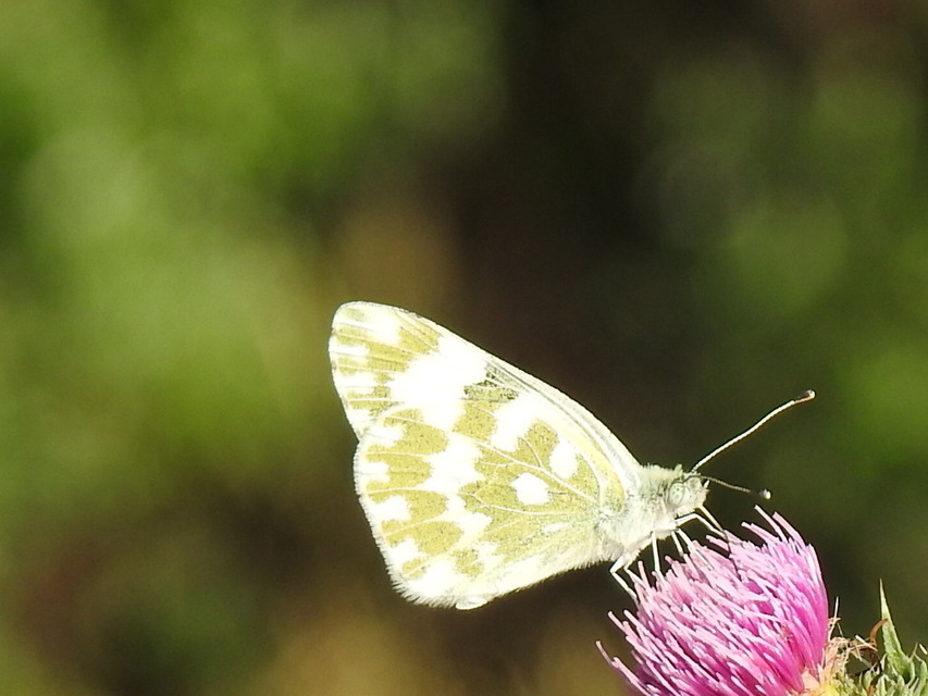 Pontia edusa - rezedalepke