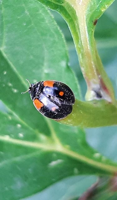 Adalia bipunctata - kétpettyes katica