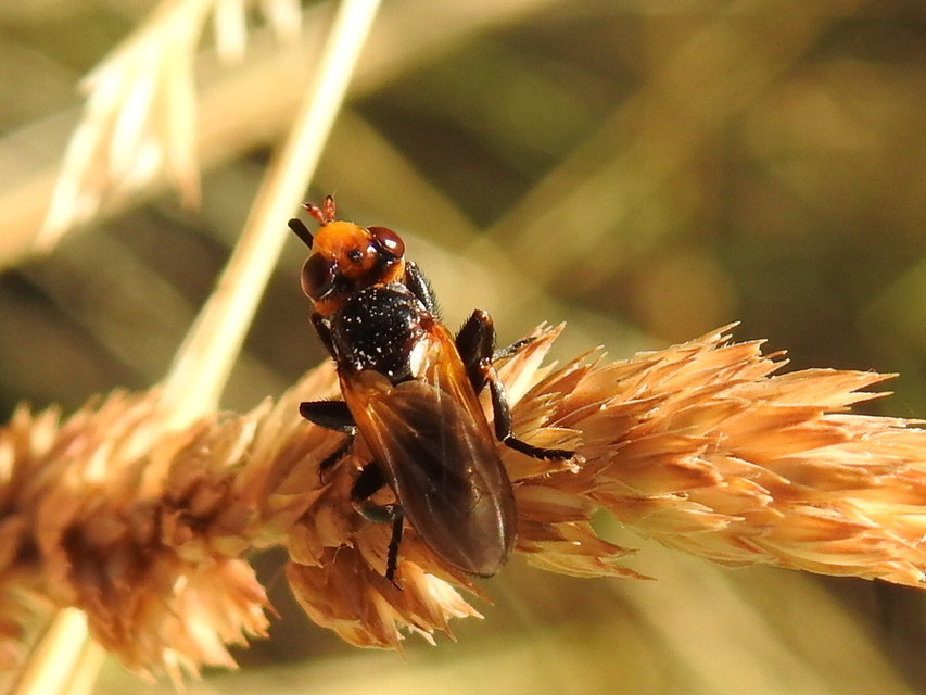 Conopidae - fejeslegyek