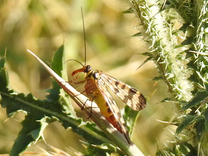 Panorpa vulgaris