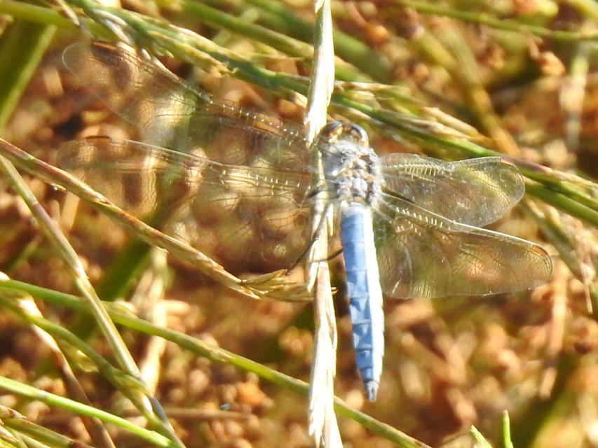 Orthetrum brunneum - pataki pásztorszitakötő