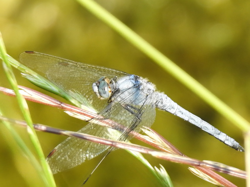 Orthetrum brunneum - pataki pásztorszitakötő