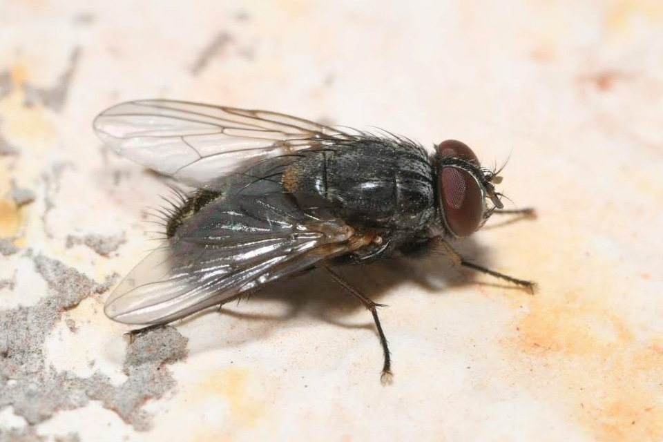 Muscina stabulans