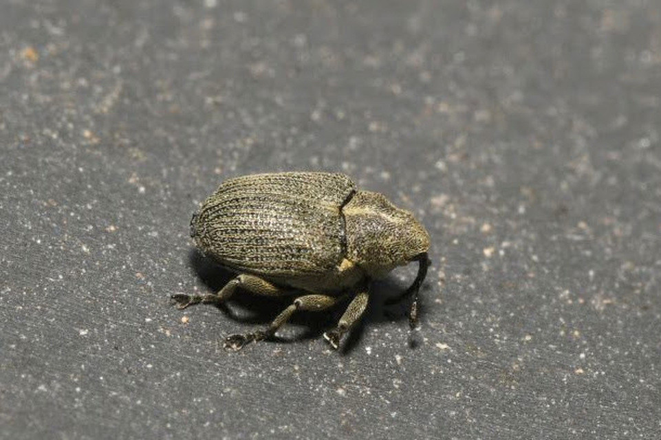 Ceutorhynchus obstrictus - repcebecő-ceutormányos
