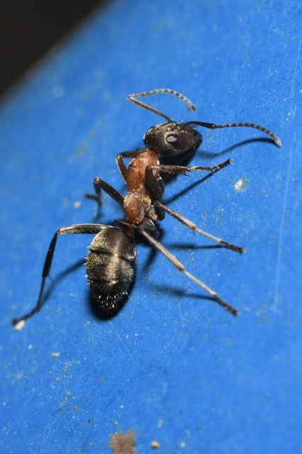 Formica rufibarbis - vörös rabszolgahangya
