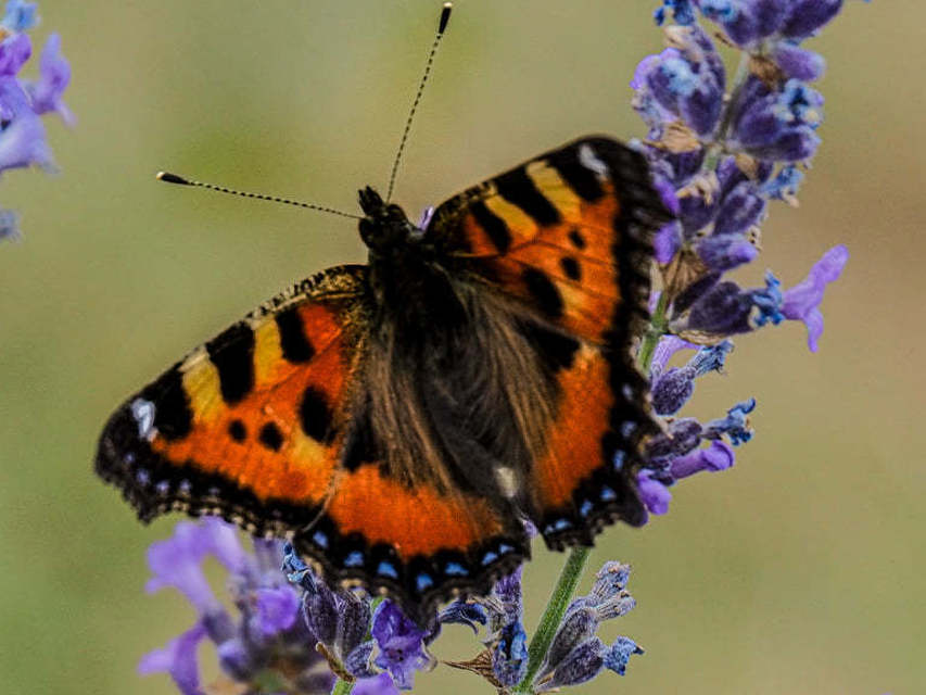 Nymphalis urticae - kis rókalepke