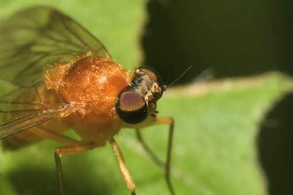 Chrysopilus laetus
