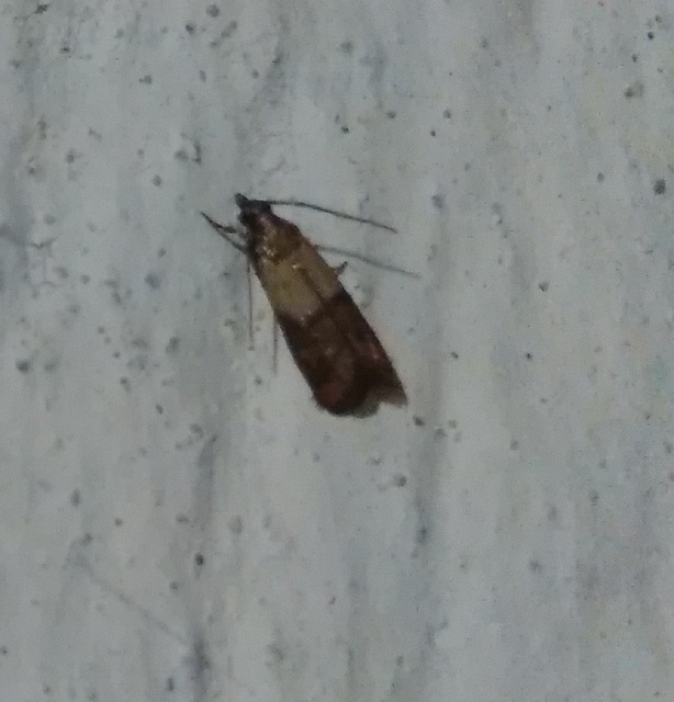 Plodia interpunctella - aszalványmoly