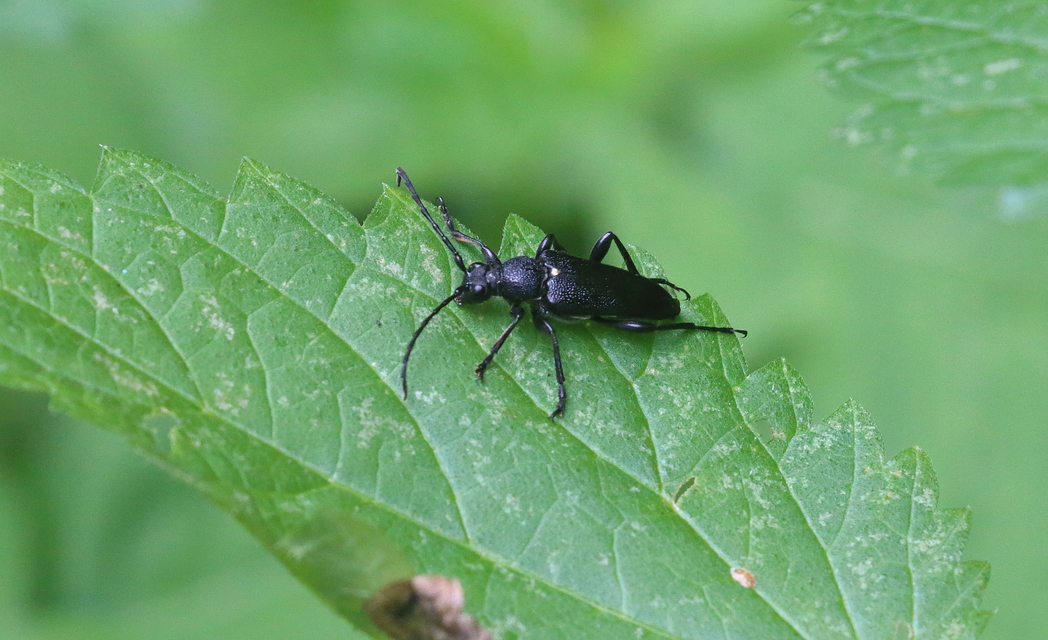 Stictoleptura scutellata - hegyi virágcincér