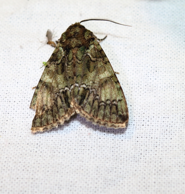 Polyphaenis sericata - selyemfényű erdeibagoly