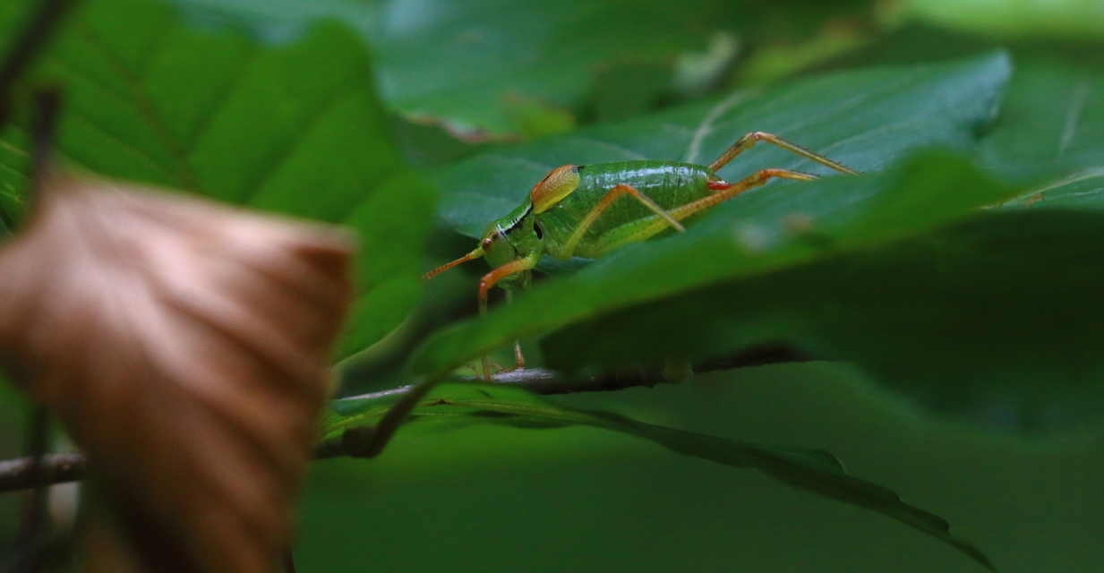 Barbitistes constrictus - északi málnaszöcske