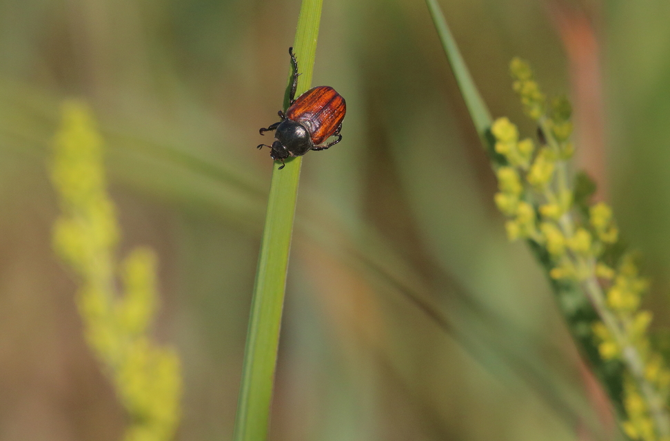 Anisoplia tempestiva - gabonaszipoly