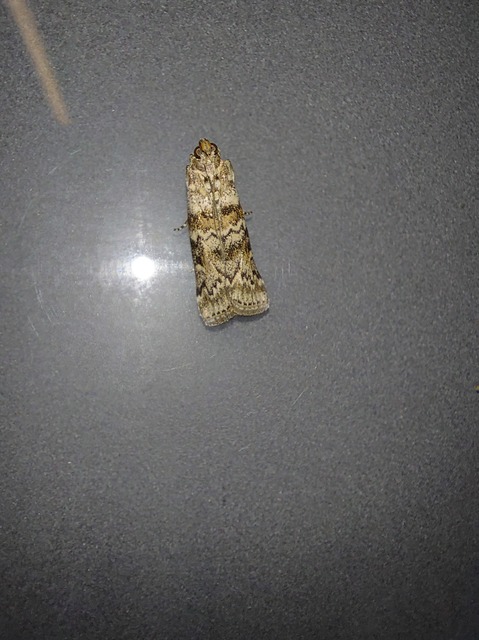 Dioryctria