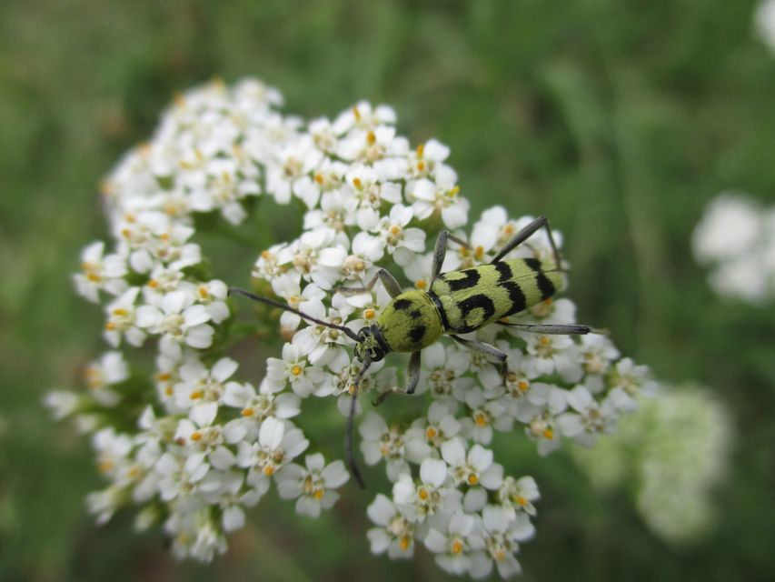 Chlorophorus varius - díszes darázscincér
