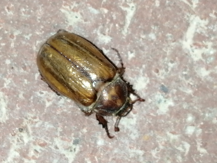 Amphimallon solstitiale - bordás sárgacserebogár