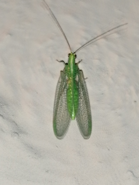 Chrysopidae - zöldfátyolkák