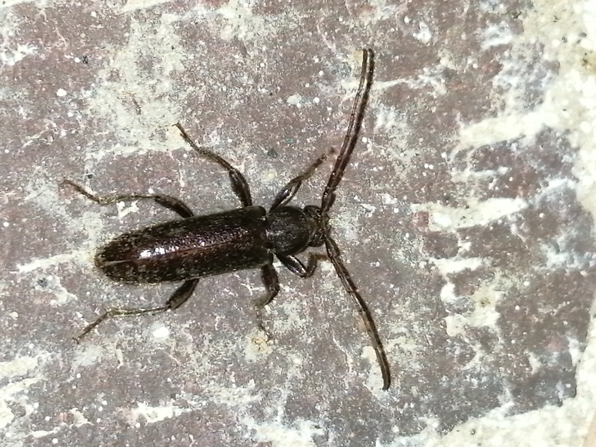 Trichoferus campestris - szállóvendég éjicincér