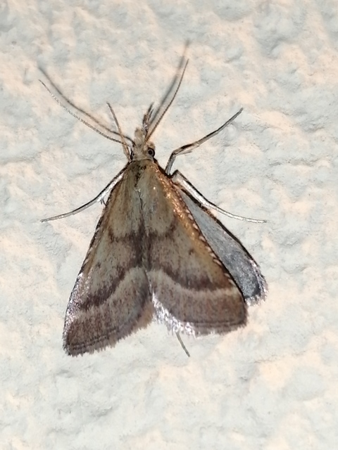 Synaphe punctalis - hosszúlábú fényilonca