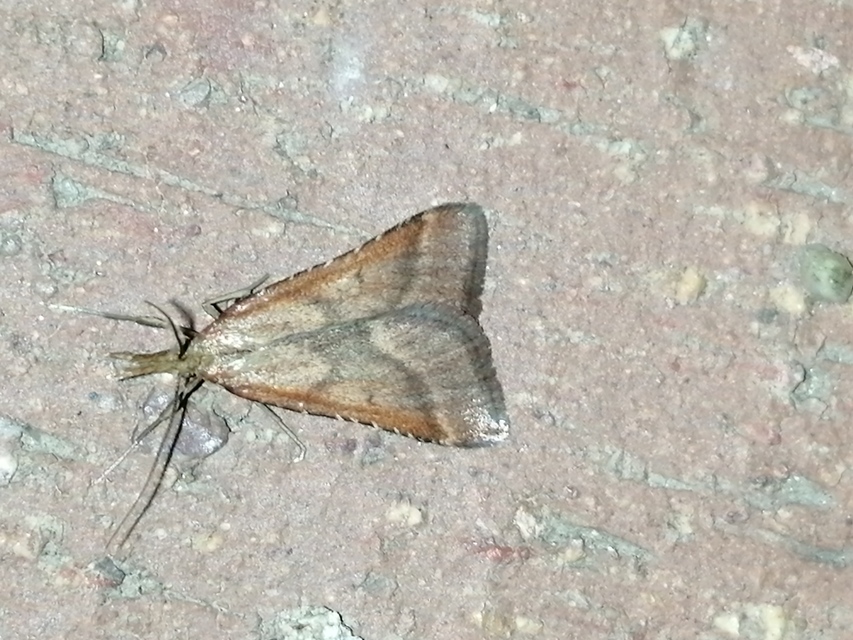 Synaphe punctalis - hosszúlábú fényilonca