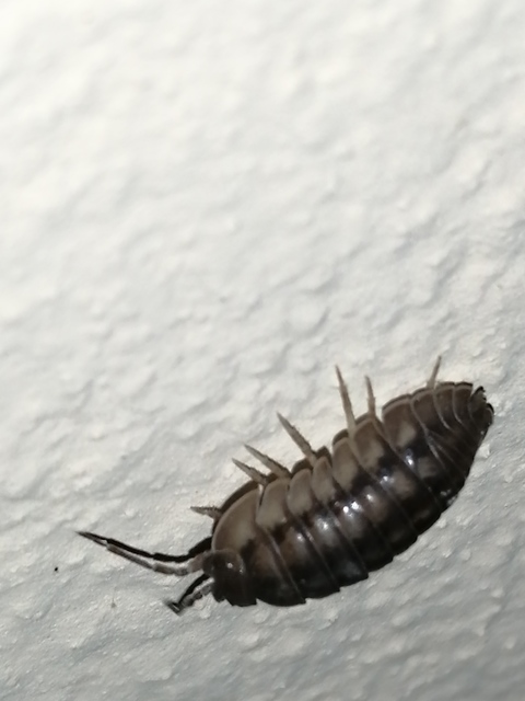 Armadillidium nasatum - üvegházi gömbászka