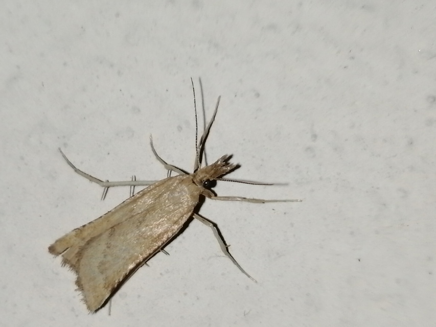 Synaphe punctalis - hosszúlábú fényilonca