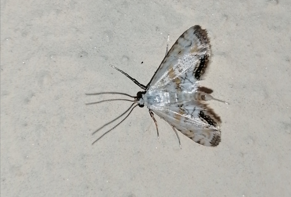 Cataclysta lemnata - békalencsemoly