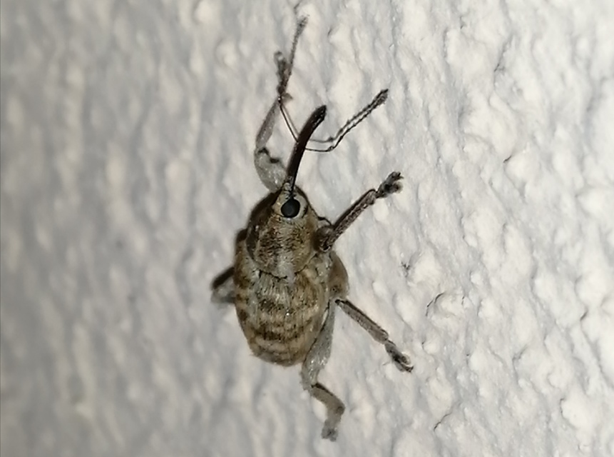 Curculio venosus - tarajos zsuzsóka