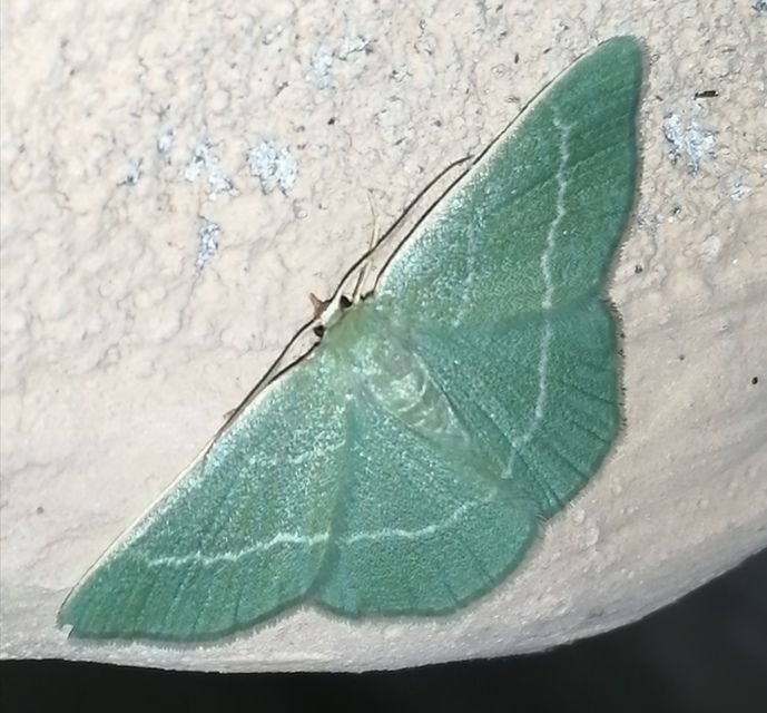 Chlorissa viridata - üdezöld araszoló