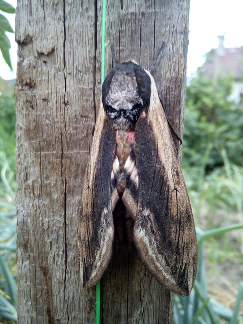 Sphinx ligustri - fagyalszender
