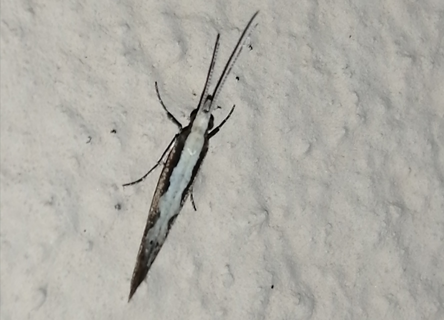 Plutella xylostella - káposztamoly