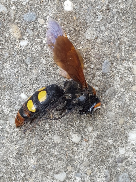 Megascolia maculata - óriás-tőrösdarázs