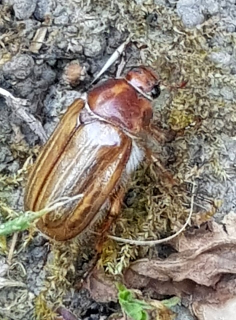 Amphimallon solstitiale - bordás sárgacserebogár
