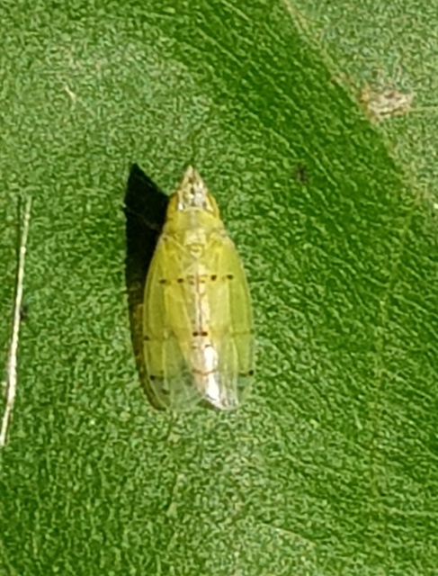 Japananus hyalinus