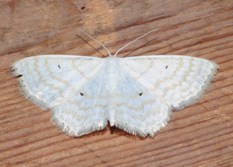 Scopula immutata - réti fehéraraszoló