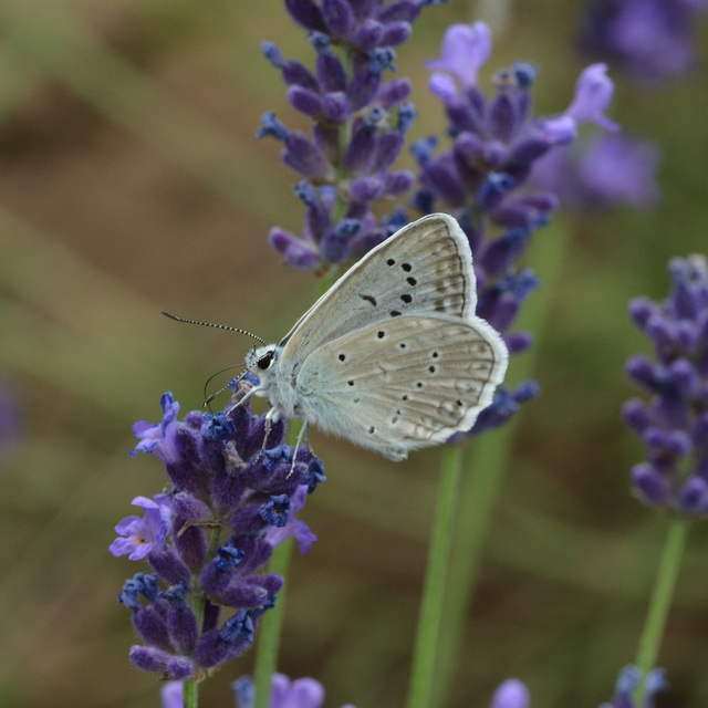 Polyommatus daphnis - csipkés boglárka