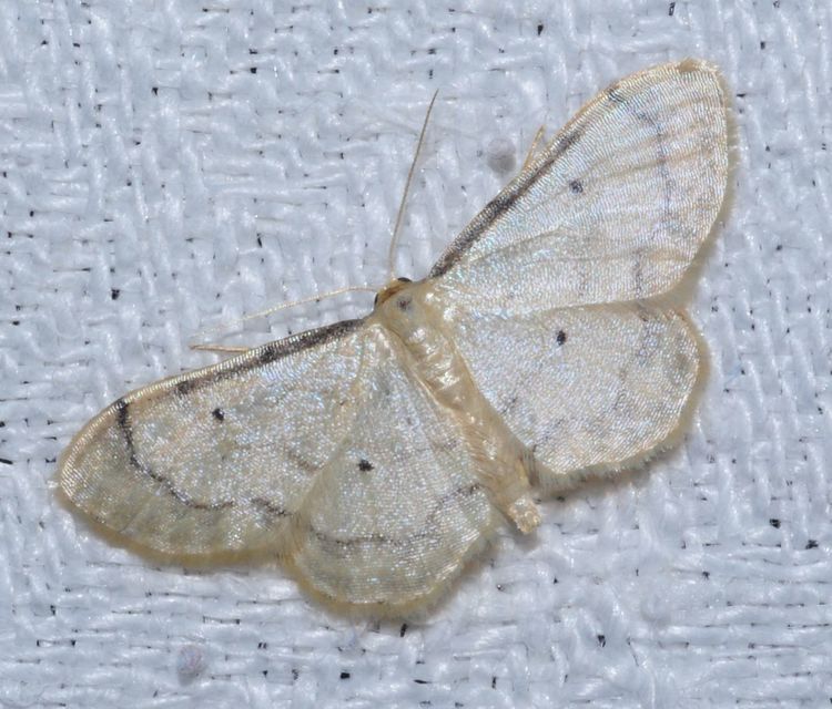 Idaea politaria - vonalas apróaraszoló